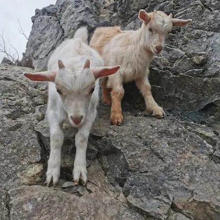 Stabburet Pa Balsnes Gard Lägenhet Hitra